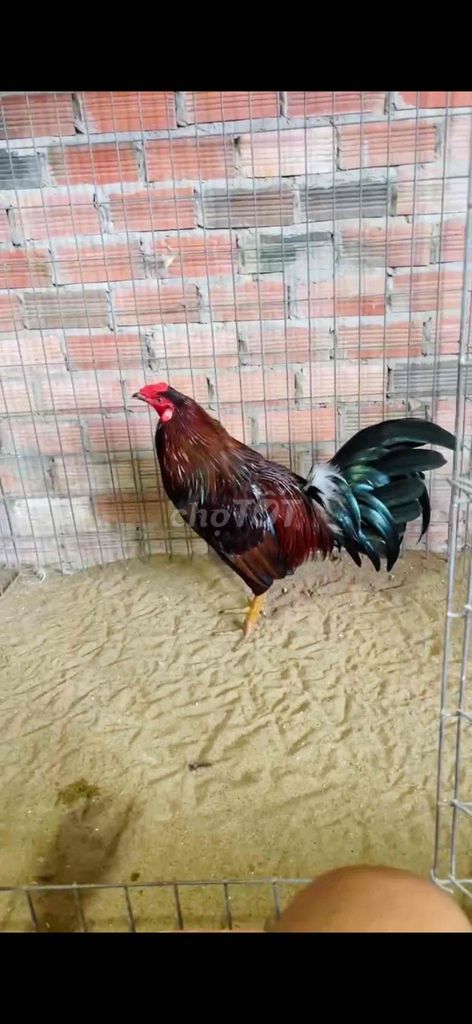 Gà chọi Vàng 3kg. Mua bán Gà tại Huyện Mỏ Cày Nam Bến Tre được đăng bởi Linh Gà Lai hình 1