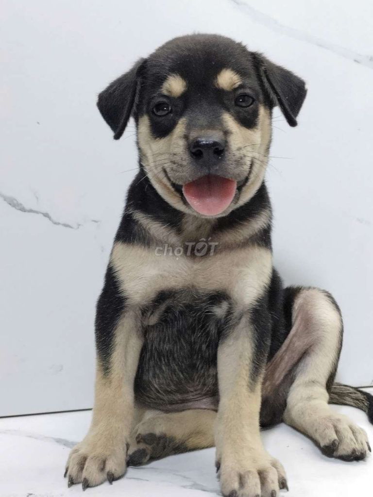 bé trai rottweiler f1 cánh nhà giỏi. Mua bán Chó tại Quận 6 Tp Hồ Chí Minh được đăng bởi Tiger  hình 1