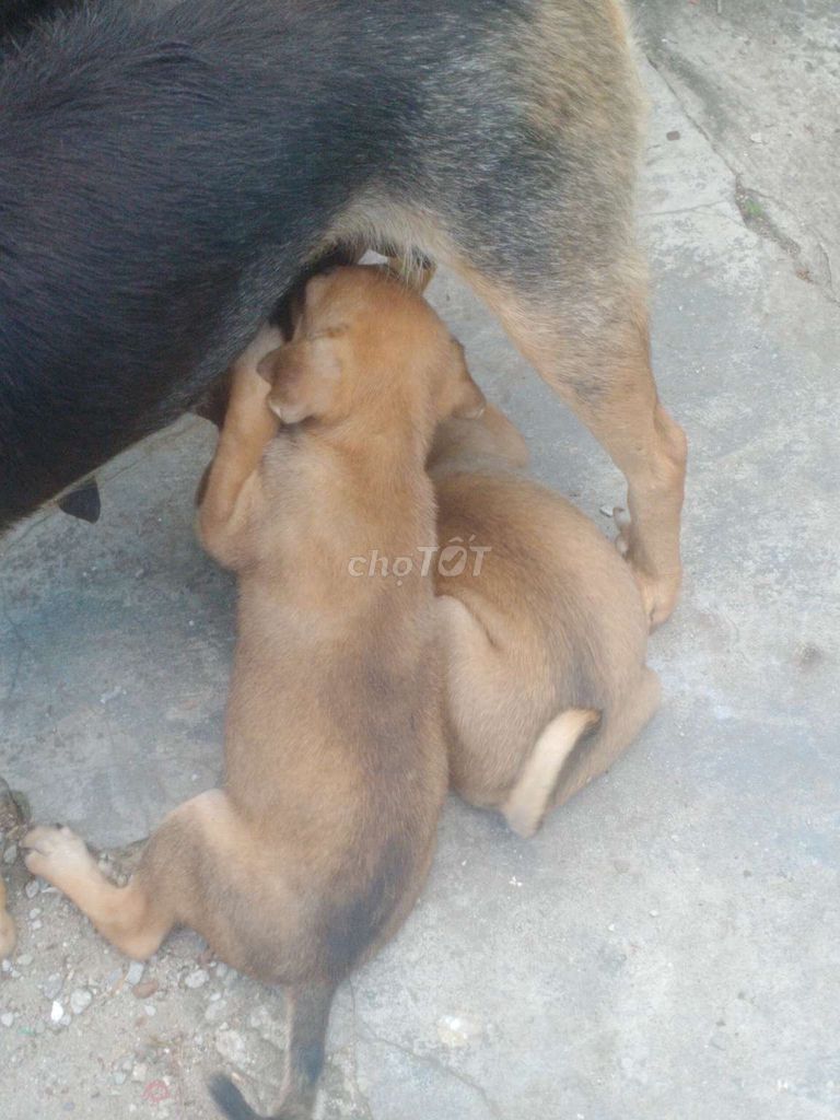 chó con . Mua bán Chó tại Quận Gò Vấp Tp Hồ Chí Minh được đăng bởi Quan hình 1