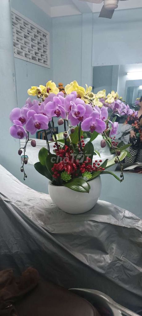 Chậu hoa Lan Hồ Điệp 5 cành. Mua bán Cây cảnh, đồ trang trí tại Quận 4 Tp Hồ Chí Minh được đăng bởi louis hình 1