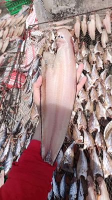 Khô cá lưỡi trâu loại 1kg