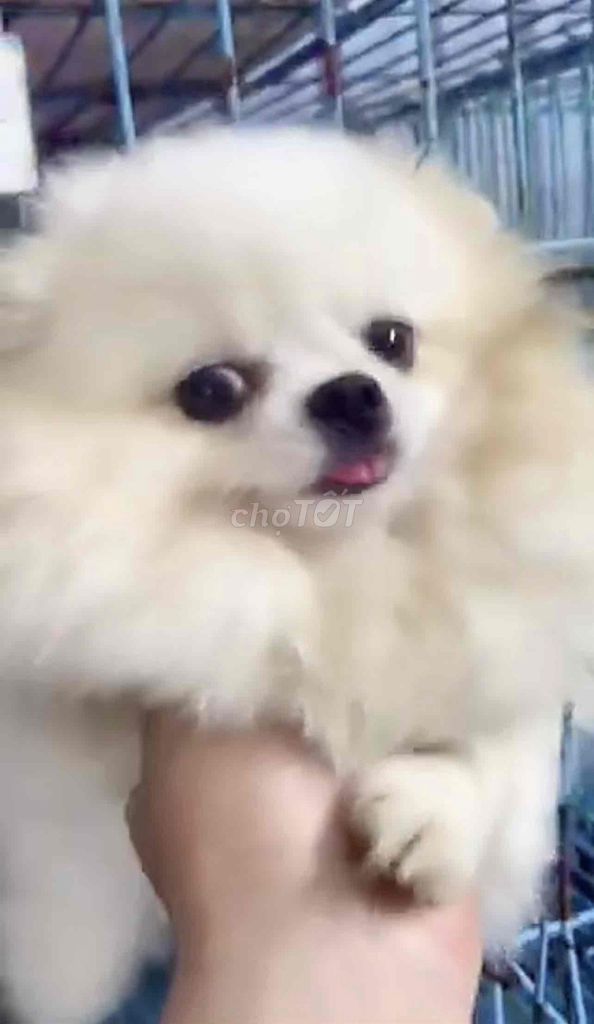 Phốc Sóc salo ngày thứ 3. Mua bán Chó tại Huyện Đông Anh Hà Nội được đăng bởi Nguyen hung hình 1