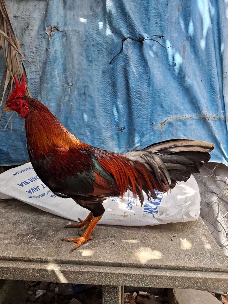 Gà chọi 1.7kg Đực Nâu đỏ. Mua bán Gà tại Huyện Củ Chi Tp Hồ Chí Minh được đăng bởi Quí gà hình 1