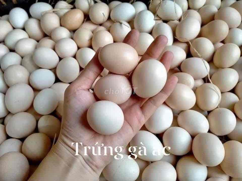 Trứng Gà Ác đạt tiêu chuẩn