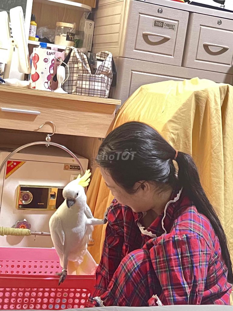 e có bầu sắp đẻ nên cần thanh lý em cockatoo ạ. Mua bán Chim tại Huyện Nhà Bè Tp Hồ Chí Minh được đăng bởi Vân Hà hình 1
