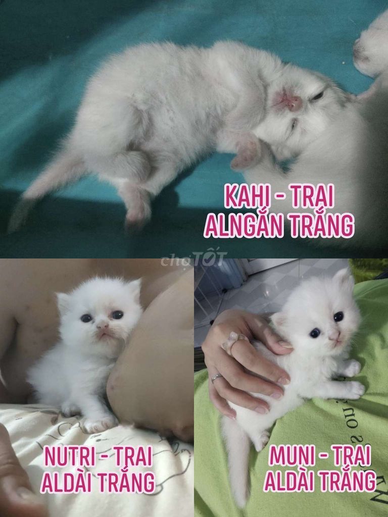 Mèo Anh lông ngắn/dài, chi tiết dưới bài viết. Mua bán Mèo tại Huyện Hóc Môn Tp Hồ Chí Minh được đăng bởi Shin Meow Meow  hình 1