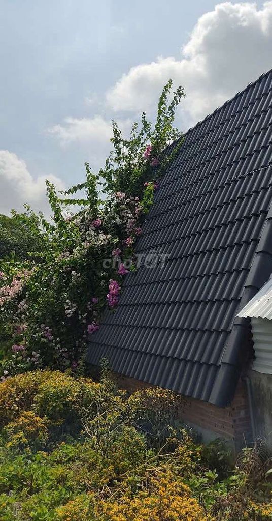 Thuê nguyên căn Homestay 100k/1 đêm