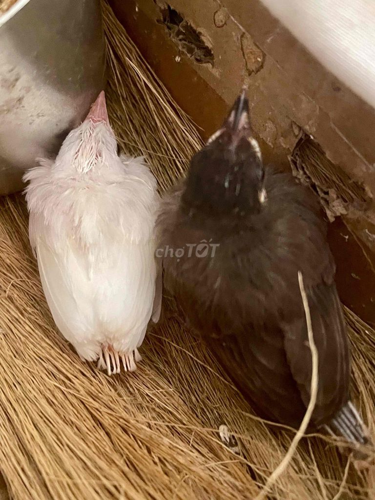 Ổ lúa non. Mua bán Chim tại Thành phố Biên Hòa Đồng Nai được đăng bởi Nguyễn Hà hình 1