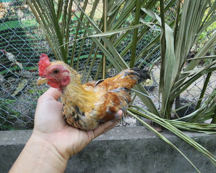 Gà Bắc Tít, Gà Bắc Cọc. Mua bán Gà tại Quận Thanh Khê Đà Nẵng được đăng bởi Hậu hình 1