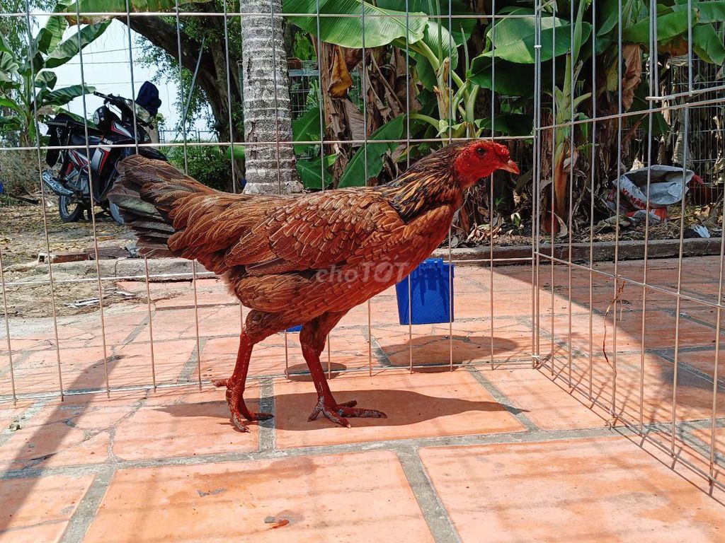 Gà Cái màu Nâu 2.1kg. Mua bán Gà tại Huyện Củ Chi Tp Hồ Chí Minh được đăng bởi Nghia gà nhà 71 hình 1