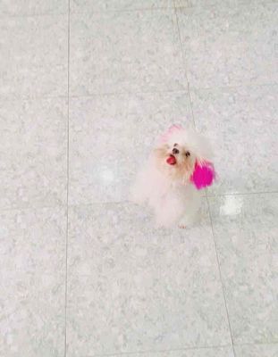 Chó Ticup Trưởng thành Trắng