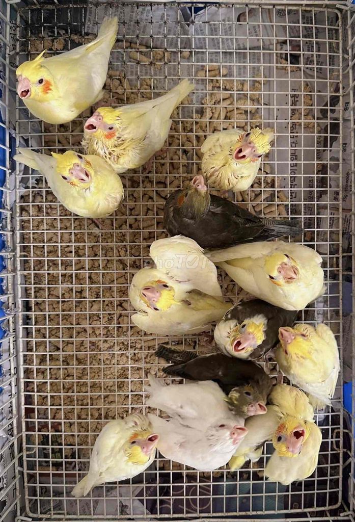 Cockatiel Lutino, Albino. Mua bán Chim tại Quận 6 Tp Hồ Chí Minh được đăng bởi Huệ Nhàn hình 1