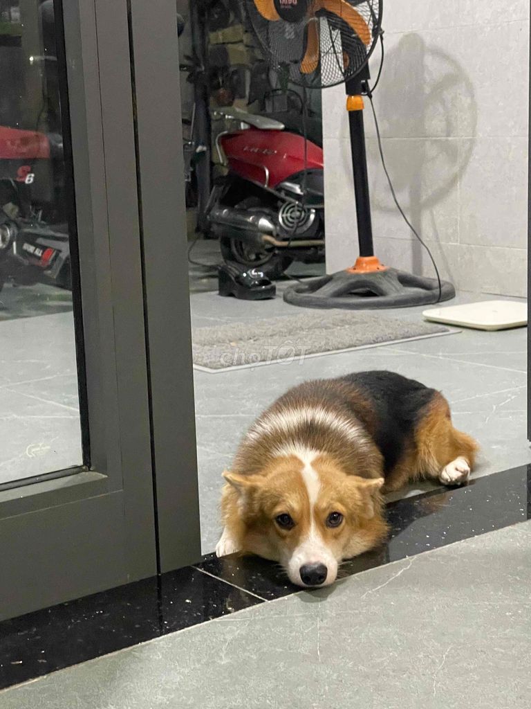 Chó Corgi Vàng trắng đen. Mua bán Chó tại Huyện Hòa Vang Đà Nẵng được đăng bởi ANH THỊNH hình 1