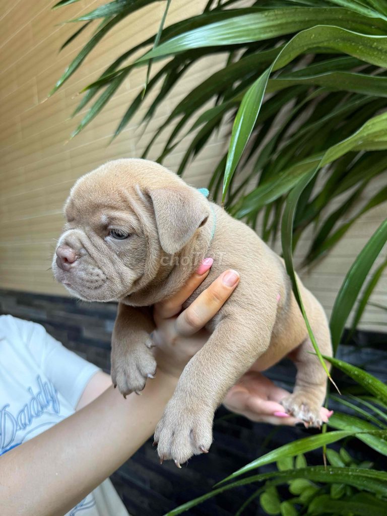 Chó American Bully nhỏ chưa tiêm. Mua bán Chó tại Quận Bình Tân Tp Hồ Chí Minh được đăng bởi Karina hình 1
