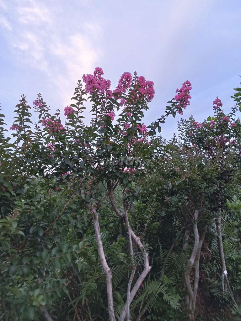 hoa tường vi. Mua bán Cây cảnh, đồ trang trí tại Huyện Đông Anh Hà Nội được đăng bởi nghiêm đình cường  hình 1