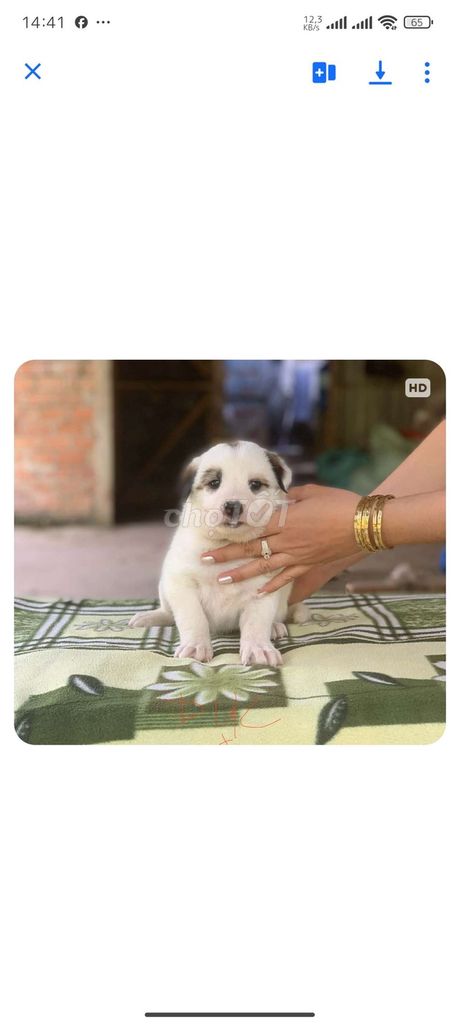 Chó Nhật lai Trắng đen. Mua bán Chó tại Huyện Vĩnh Cửu Đồng Nai được đăng bởi Nguyên hình 1