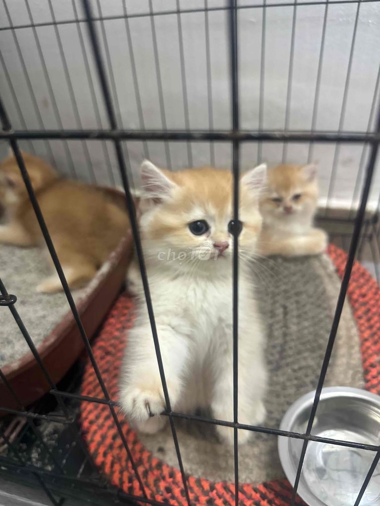 Mèo Anh lông ngắn đực cái. Mua bán Mèo tại Quận Bình Thạnh Tp Hồ Chí Minh được đăng bởi Tên chưa cung cấp hình 1