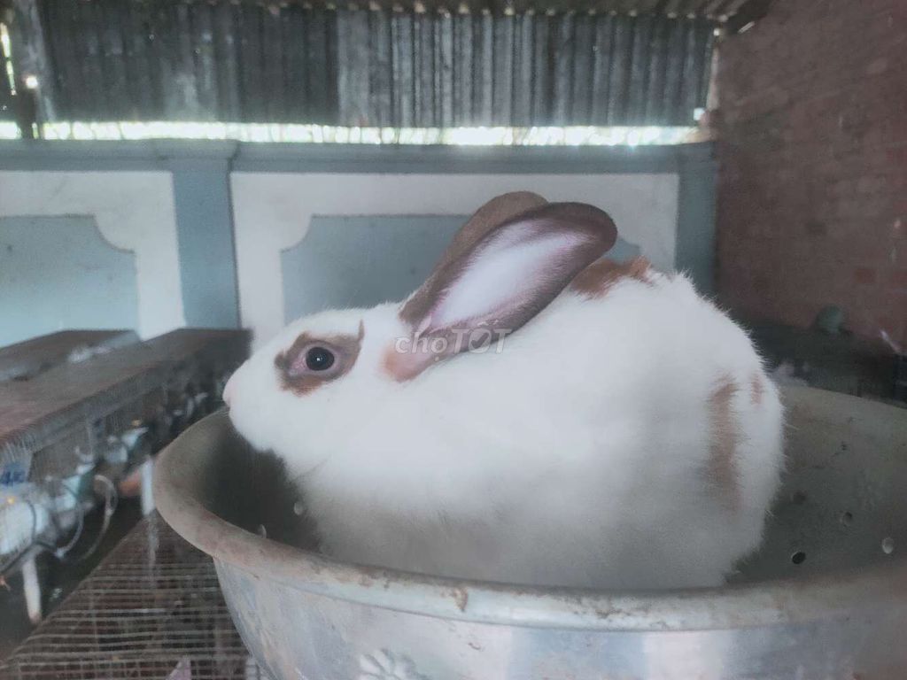 Thỏ thịt, thỏ giống, thỏ con. Mua bán Thú cưng khác tại Thành phố Biên Hòa Đồng Nai được đăng bởi Nguyễn Hoàng Anh Thi hình 1