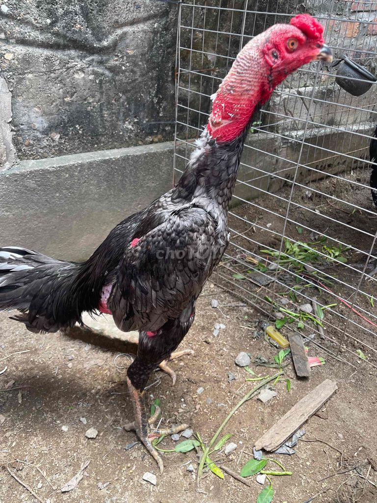 Gà trống Đen đỏ Đực. Mua bán Gà tại Huyện Thường Tín Hà Nội được đăng bởi Quốc Huy hình 1
