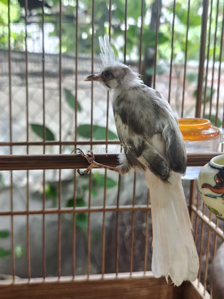 Chim chào mào Trắng đốm đen. Mua bán Chim tại Huyện Hóc Môn Tp Hồ Chí Minh được đăng bởi Trần Hạo Nam hình 1