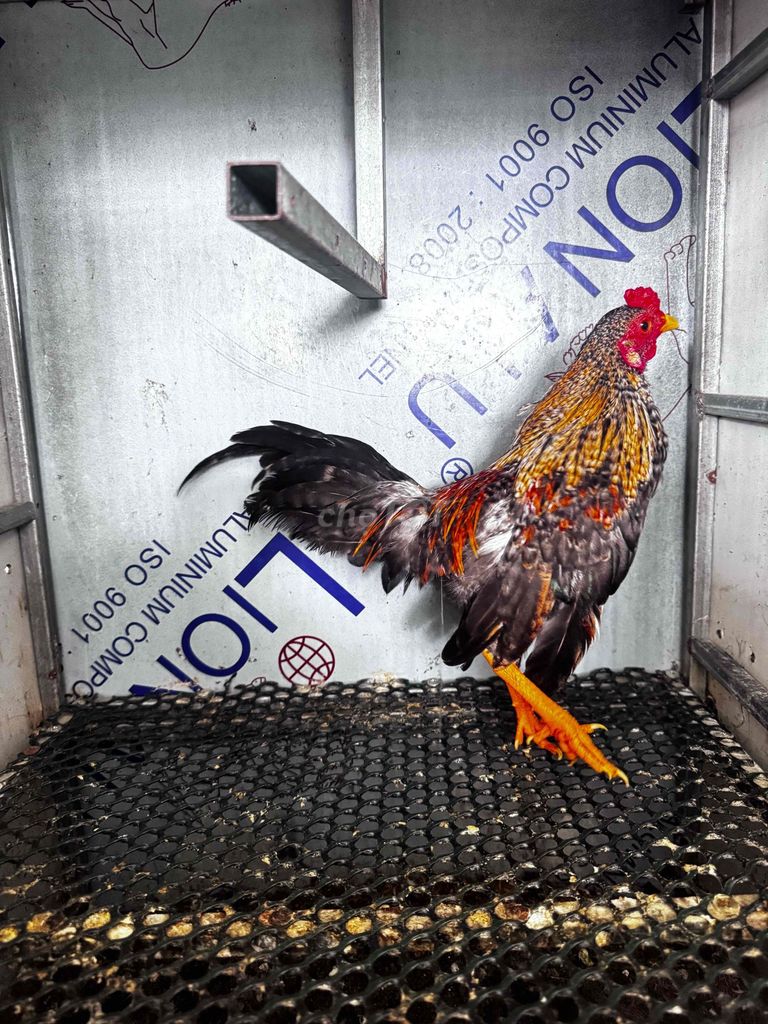 Gà tre Bắc cú 480 gram 6 tháng làm cảnh. Mua bán Gà tại Quận Ô Môn Cần Thơ được đăng bởi Khang Toro hình 1