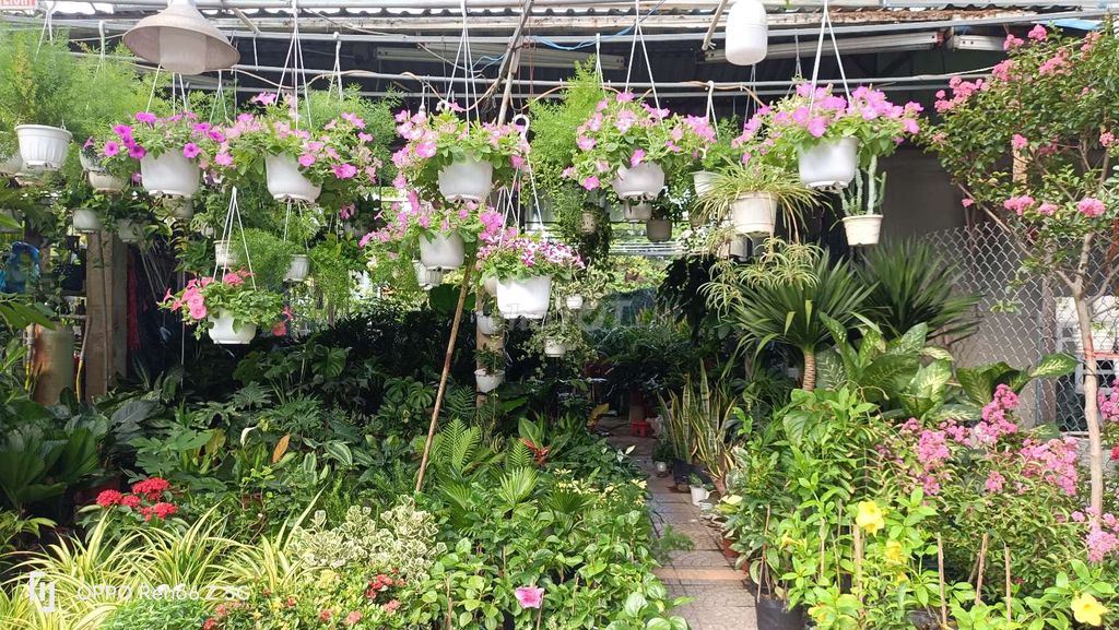 *** Cần sang nhượng mặt bằng cửa hàng hóa cây cảnh