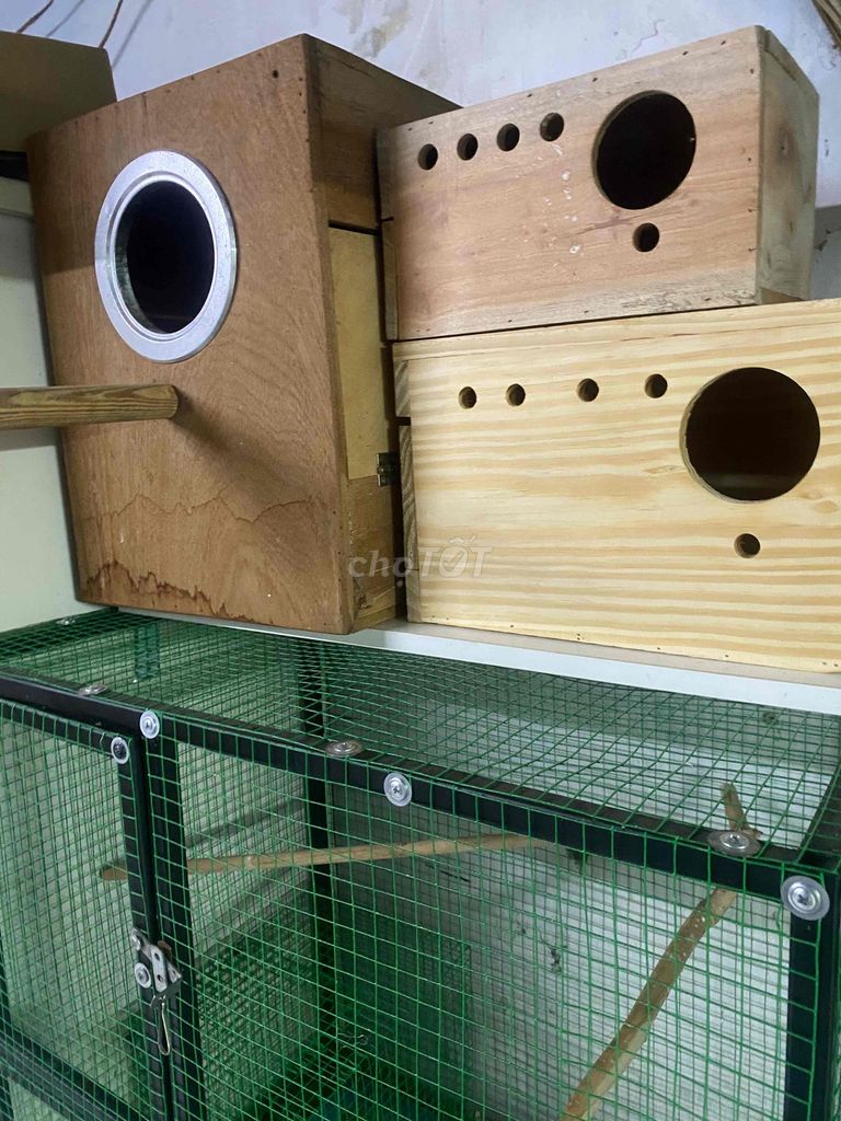 Tổ chim Vẹt gỗ. Mua bán Phụ kiện, Thức ăn, Dịch vụ tại Thành phố Biên Hòa Đồng Nai được đăng bởi nguyễn hoàng duy hình 1