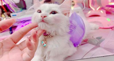 mèo anh lông dài đực dưới 3 tháng tuổi