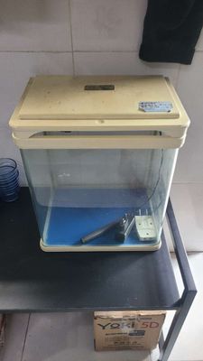 Bể cá kính nhựa, trắng trong suốt. Mua bán Phụ kiện, Thức ăn, Dịch vụ tại Quận Gò Vấp Tp Hồ Chí Minh được đăng bởi Dương