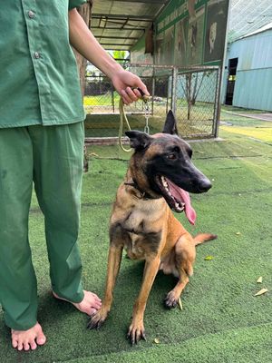 Chó Becgie Bỉ ( Malinois )