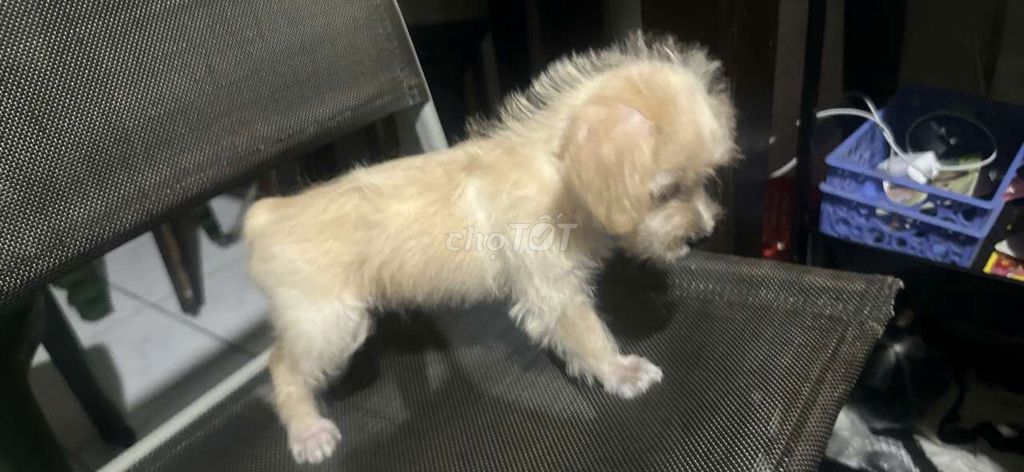 Chó Poodle Vàng kem 2 tháng tuổi. Mua bán Chó tại Huyện Gia Lâm Hà Nội được đăng bởi Tiến Lê quốc hình 1