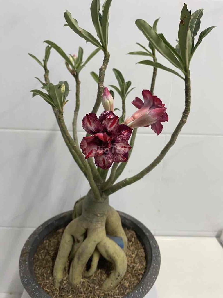 sứ hạt sọc tím 3 lớp. Mua bán Cây cảnh, đồ trang trí tại Quận 4 Tp Hồ Chí Minh được đăng bởi Nga Trần hình 1