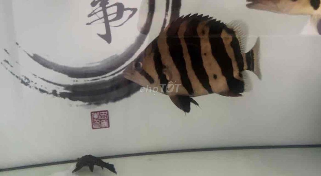 Cá Hổ su 17-18 cm Tròn bản cao. Mua bán Thú cưng khác tại Quận Ninh Kiều Cần Thơ được đăng bởi Duy Anh hình 1