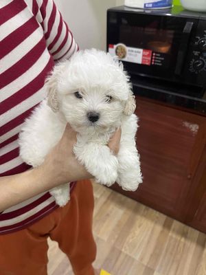 Chó poodle đực trắng 2,5 tháng 900gram