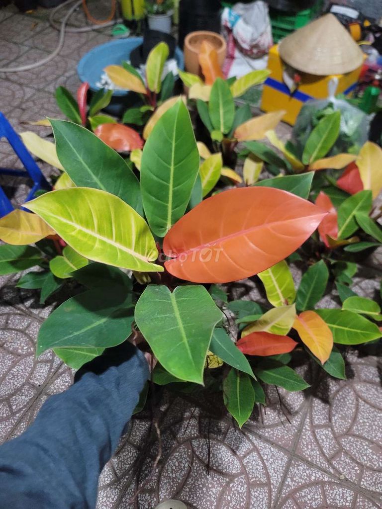 Cây cảnh Đế vương cam. Mua bán Cây cảnh, đồ trang trí tại Quận Cái Răng Cần Thơ được đăng bởi gia dụng rẻ  hình 1