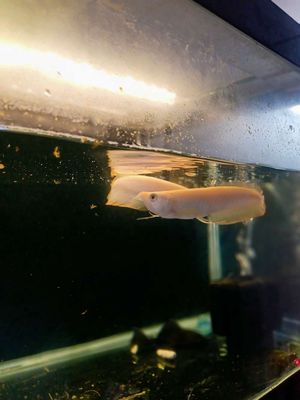 Cá rồng Ngân abino 18-19cm