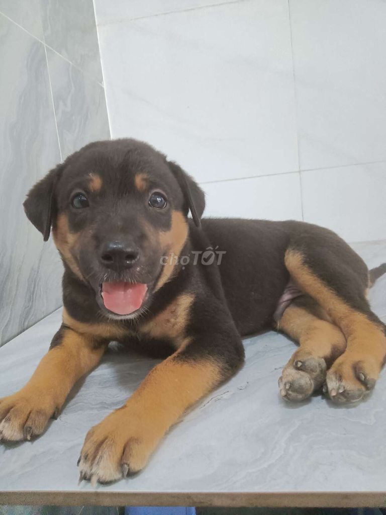 Chó Rottweiler F1 đực giống to thông minh dễ dạy . Mua bán Chó tại Quận 6 Tp Hồ Chí Minh được đăng bởi Tăng Chí Lương  hình 1