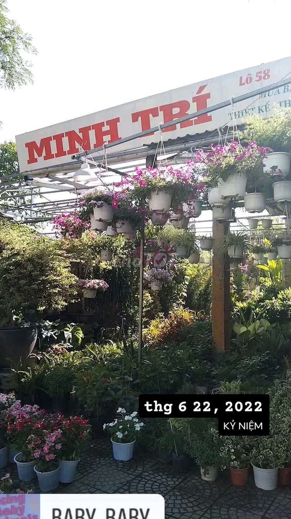 *** Cần sang nhượng mặt bằng cửa hàng hóa cây cảnh