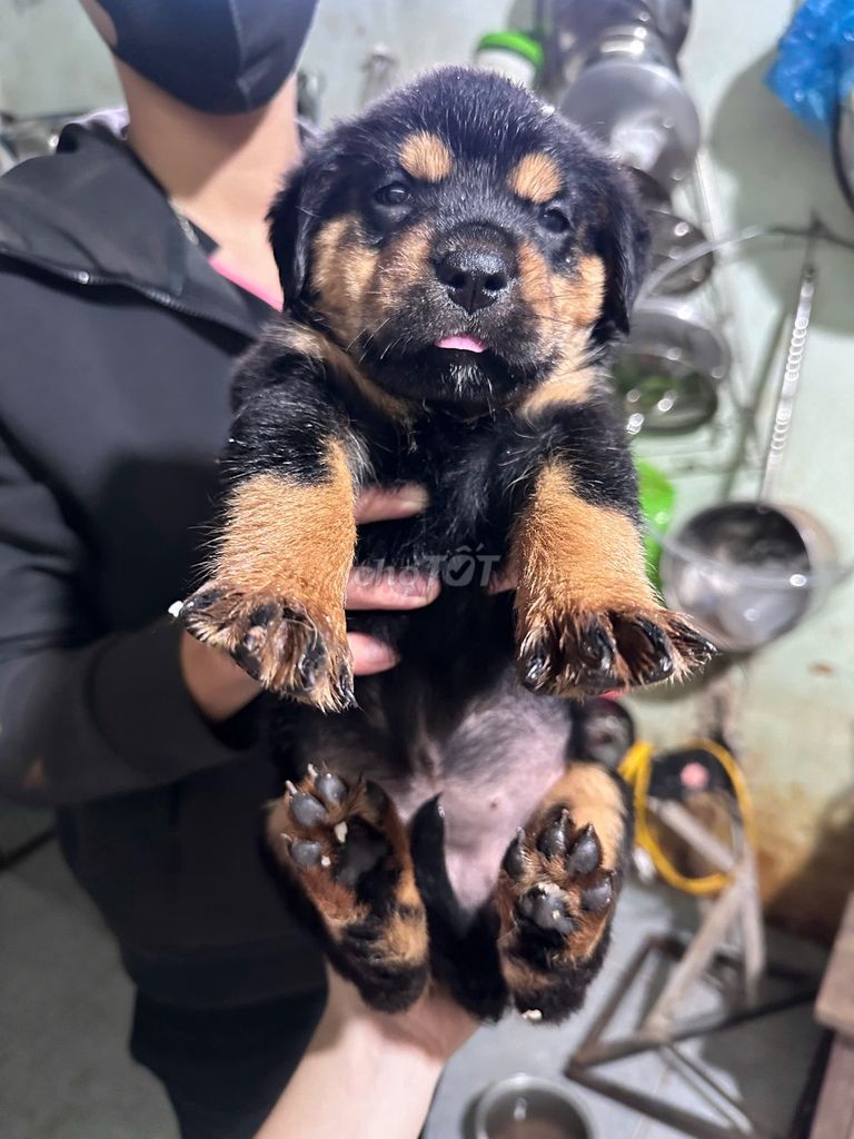 Chó Rottweiler Đen vàng chó con. Mua bán Chó tại Thành phố Buôn Ma Thuột Đắk Lắk được đăng bởi Mai Phương Nguyễn hình 3