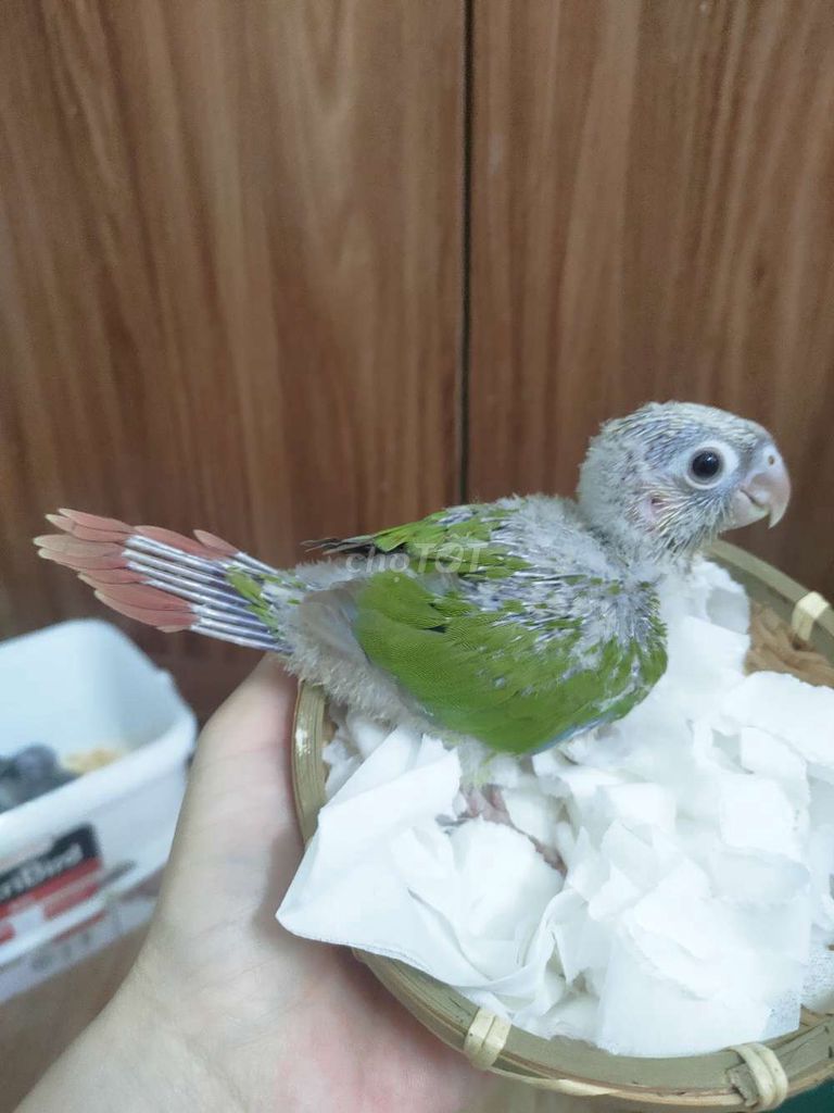 Vẹt Green Cheek Xám, xanh lá Khỏe mạnh. Mua bán Chim tại Quận Hai Bà Trưng Hà Nội được đăng bởi Shop chim cảnh hình 1