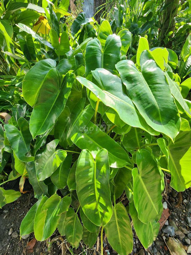 Cây cảnh Trầu bà tỷ phú Xanh lá. Mua bán Cây cảnh, đồ trang trí tại Quận 12 Tp Hồ Chí Minh được đăng bởi mình khang hình 1
