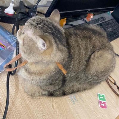 Mèo Anh lông ngắn gần 2 tuổi, màu tabby nâu xám. Mua bán Mèo tại Huyện Đan Phượng Hà Nội được đăng bởi Trà My