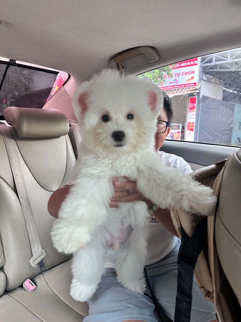 Chó Bichon đực 4 tháng. Mua bán Chó tại Thành phố Thủ Đức Tp Hồ Chí Minh được đăng bởi instigator hình 1