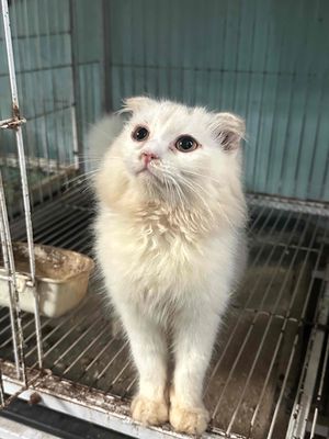 bé mèo trắng tai cụp anh lông dài. Mua bán Mèo tại Quận Bắc Từ Liêm Hà Nội được đăng bởi Vũ Hữu Tình 