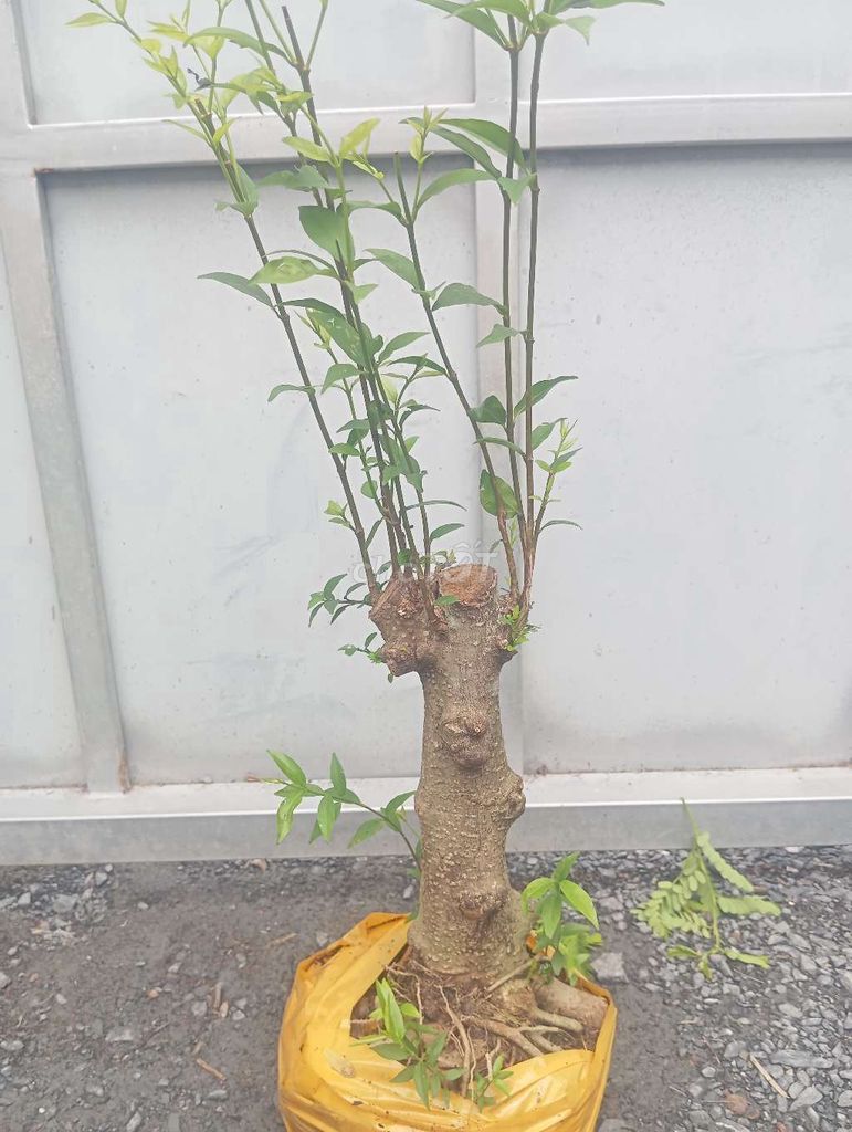 Mai Chiếu Thủy Hoành 17 Nu lá trung. Mua bán Cây cảnh, đồ trang trí tại Huyện Củ Chi Tp Hồ Chí Minh được đăng bởi Cây kiểng giá rẻ LT2 hình 1