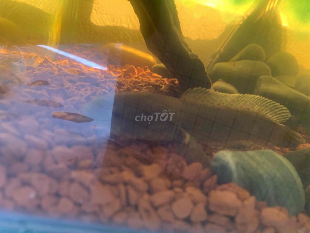 Cá lóc vây xanh 14-15 cm. Mua bán Thú cưng khác tại Quận Thanh Khê Đà Nẵng được đăng bởi nguyên hoàng hình 1