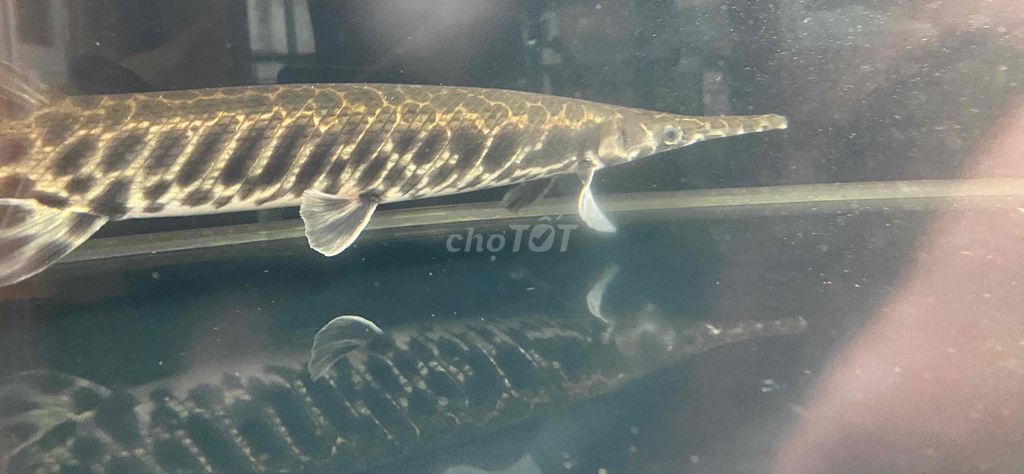 sấu bông. Mua bán Thú cưng khác tại Quận Tân Bình Tp Hồ Chí Minh được đăng bởi chuyên thanh lí cá rẻ hình 1