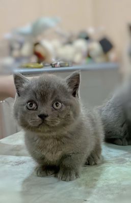 Mèo Munchkin chân ngắn màu Blue thuần chủng. Mua bán Mèo tại Quận Nam Từ Liêm Hà Nội được đăng bởi Đặng Minh