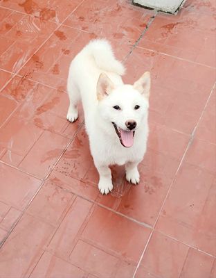 Chó shiba đực. Mua bán Chó tại Quận Hoàng Mai Hà Nội được đăng bởi PPKD