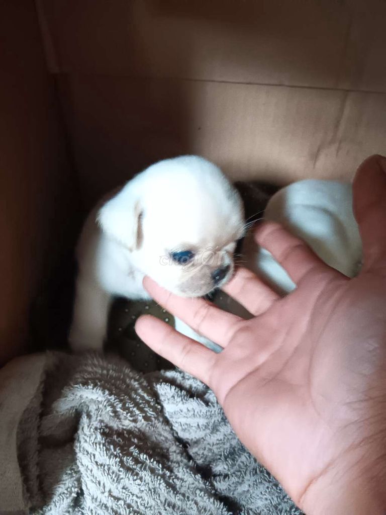 2 bé Pug xệ đực thuần chủng. Mua bán Chó tại Huyện Phụng Hiệp Hậu Giang được đăng bởi GÀ ĐÁ HẬU GIANG hình 1